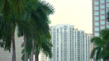 Miami şehir siluetinin önünde rüzgarda sallanan palmiye ağaçları. ABD 'deki ofis gökdelen binasının ayrıntıları.