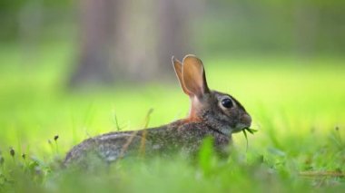 Vahşi tavşan doğada. Küçük gri tavşan Florida arka bahçesinde ot yiyor..