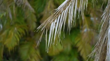 Florida 'nın arka bahçesindeki kuru ölü palmiye ağacı kasırgadan sonra söküldü..