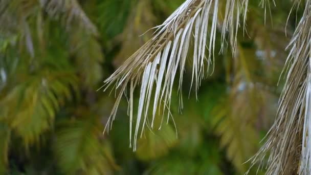 Сухая Мертвая Пальма Домашнем Дворе Флориды Выкорчеванная После Урагана — стоковое видео