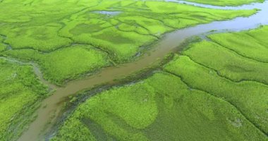 Güney Florida sulak alanları, birçok vahşi yaşam türünün vatanı. Everglades 'in eşsiz doğası.