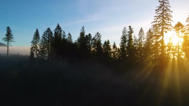 Fényes Napsugarak Ragyognak Keresztül Lucfenyő Fák Hegyi Erdőben Csodálatos Természeti — Stock videók