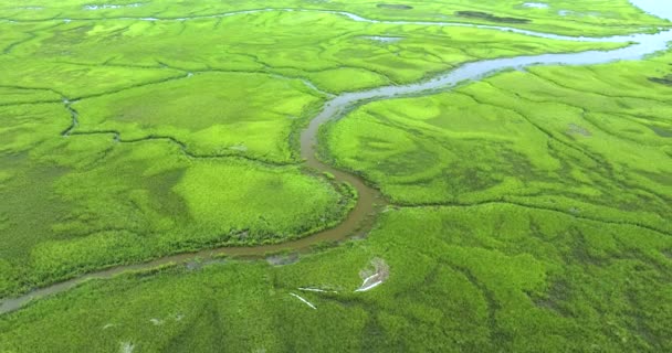 Vista Aérea Das Zonas Húmidas Flórida Com Vegetação Verde Entre — Vídeo de Stock