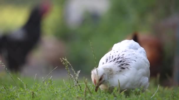 Kippen Eten Groen Gras Boerderij — Stockvideo