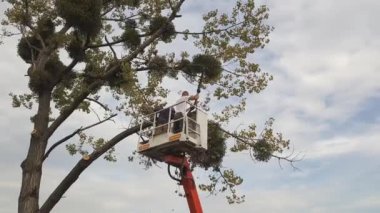 İki servis çalışanı, vinç platformundaki elektrikli testereyle büyük ağaç dallarını kesiyor. Ormanların yok edilmesi ve bahçıvanlık kavramı.