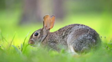 Vahşi tavşan doğada. Küçük gri tavşan Florida arka bahçesinde ot yiyor..