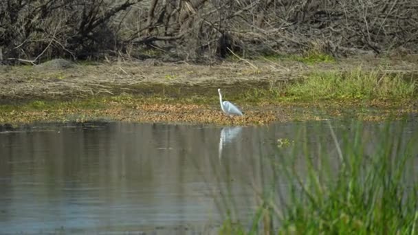 White Great Egret Bird Hunting Florida Wetland Summer — ストック動画
