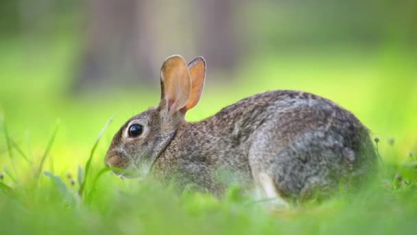 自然の中の野生ウサギ フロリダの裏庭で草を食べる灰色の小さなウサギ — ストック動画