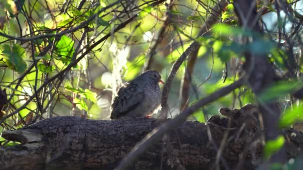 Pássaro Pomba Comum Empoleirado Galho Árvore Verão Arbustos Flórida — Vídeo de Stock