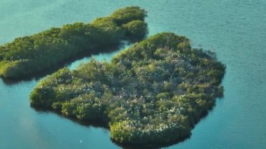 Doğal ortamdaki vahşi yaşama dair havadan bir bakış. Güney Florida 'nın sulak alanları, bir sürü beyaz balıkçıl ve balıkçıl kuşları körfez suları arasında yeşil çalılıklarda..