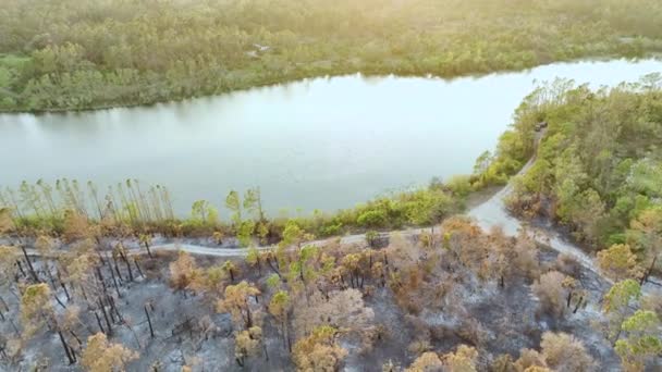 Terrain Forestier Dévasté Couvert Cendres Végétation Morte Carbonisée Après Incendie — Video