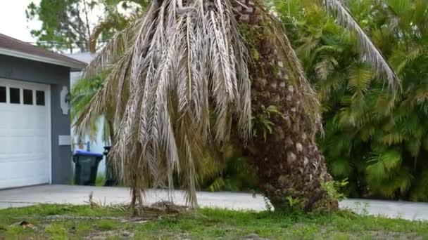 Torr Död Palm Florida Hemmaplan Rotad Efter Orkanen Ian — Stockvideo
