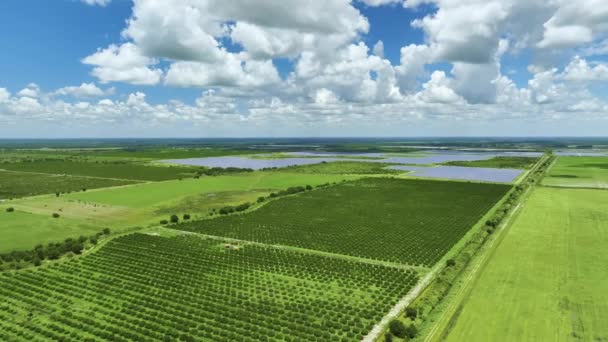 Vista Dall Alto Verdi Terreni Agricoli Con File Aranceti Che — Video Stock