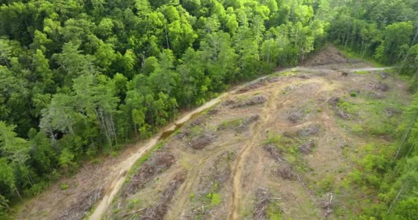 森林伐採プロセスの結果として木を切り倒す 脅威にさらされている美しい野生の森 — ストック動画