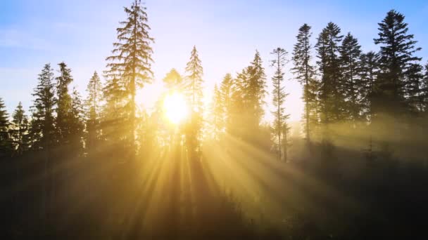 秋の山の枝を通って輝くスプルースの木と太陽の光で日没の霧の松の森 — ストック動画