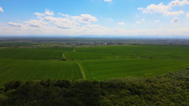 Zielone Pola Uprawne Uprawami Sezonie Letnim Rolnictwo Rolnictwo — Wideo stockowe