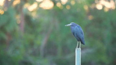 Little blue heron bird perching near lake water in Florida wetland.