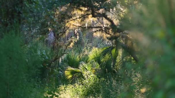 Tropischer Dschungel Mit Grünen Palmen Und Wilder Vegetation Süden Floridas — Stockvideo
