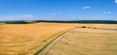 Sarı ekili tarla manzarası açık yaz gününde olgunlaşmış buğdayla birlikte..