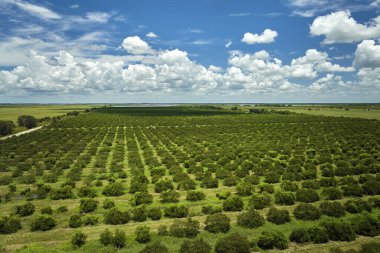 Florida 'da portakal bahçesi kırsal alanlarda güneşli bir günde yetişen narenciye ağaçları.