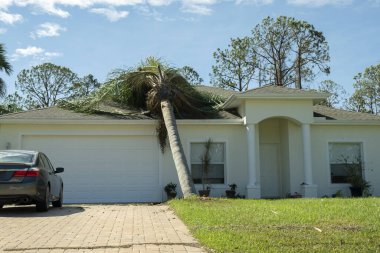 Florida 'daki kasırgadan sonra ev çatısında ağaç hasarı. Güçlü tropikal fırtına rüzgarları sonrası enkazdan aşağı düştü. Doğal afetin sonuçları..
