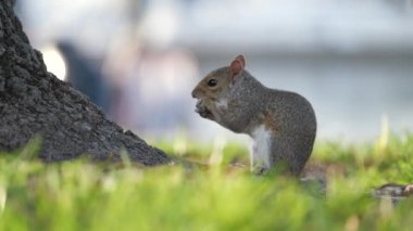 Beautiful wild gray squirrel in summer town park.