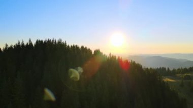 Parlak batan güneşle aydınlanan karanlık çam ormanı. Vahşi dağlarda renkli günbatımının havadan görünüşü. Güzel doğa manzarası.