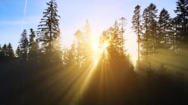 Karanlık çam ağaçları sisli çam ormanlarında gündoğumu ışınları sonbahar dağlarında dalların arasından parlıyor..