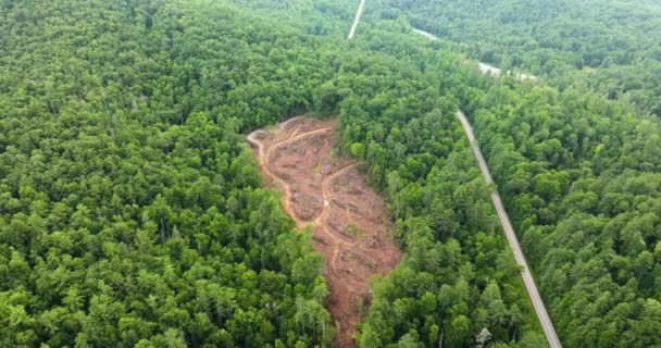 ノースカロライナ州アパラチアンの森で伐採された森林 人類の破壊の危機にある野生の森林 — ストック動画