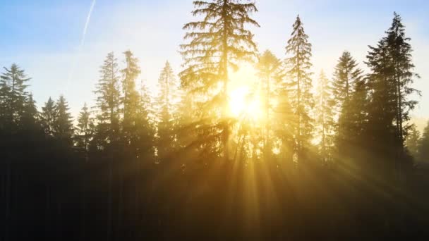 Napsugarak Ragyog Ködös Fenyves Erdőben Naplementekor Lucfenyő Fák Őszi Hegyekben — Stock videók