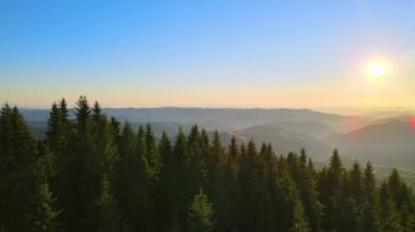 İnanılmaz bir dağ manzarası. Sarı batan güneşle aydınlatılmış koyu ladin ormanları. Vahşi ulusal park dağlarında parlak renkli gün batımı.