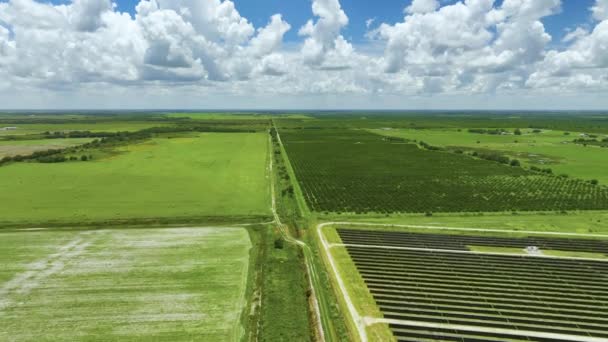 Campos Cultivo Cítricos Con Hileras Naranjos Creciendo Florida Rural Día — Vídeo de stock
