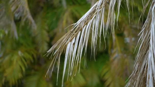 Död Palm Rotad Efter Orkanen Ian Floridas Bakgård — Stockvideo