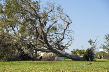 Florida 'da kasırgadan sonra ağaçtan düşmüş. Doğal afetin sonuçları..