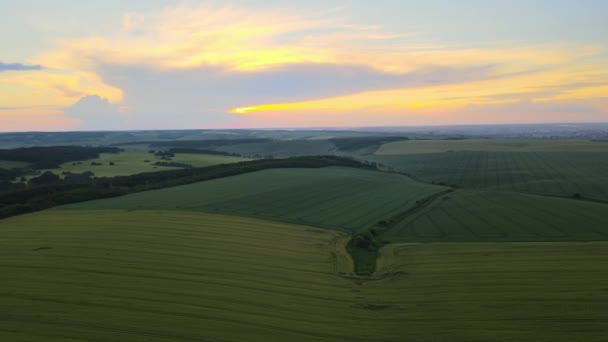 Letecký Pohled Zelené Pole Letní Sezóně Pěstováním Plodin Zemědělský Zemědělský — Stock video
