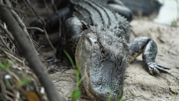 Amerykański Aligator Brzegu Jeziora Florydzie — Wideo stockowe