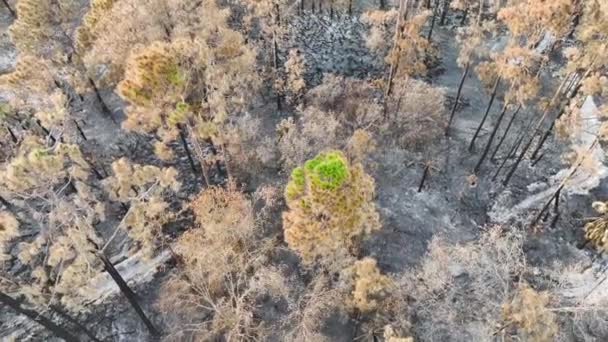 Чорна Мертва Рослинність Згоріла Після Пожежі Лісі Яка Знищила Ліси — стокове відео