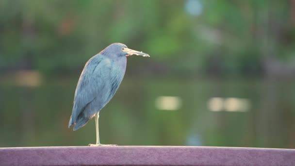 Little Blue Heron Bird Perching Lake Water Florida Wetland — Stock Video