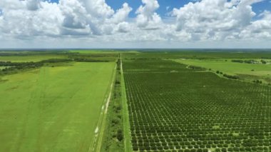 Güneşli bir günde yetişen portakal ağaçlarıyla Florida 'nın hava manzarası..