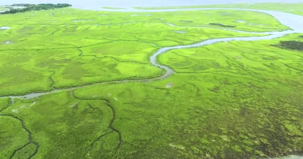 Everglades Pântano Com Vegetação Verde Entre Entradas Água Habitat Natural — Vídeo de Stock