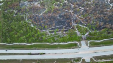 Florida orman ormanlarını yok eden yangından sonra yanmış ölü bitki örtüsü. Yıkılmış orman zemini kül tabakasıyla kaplı. Doğal afet kavramı.