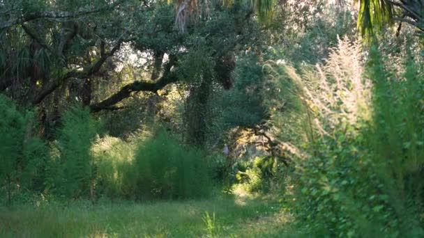 南フロリダの緑のヤシの木と野生の植生を持つ熱帯ジャングル 熱帯雨林エコシステム — ストック動画