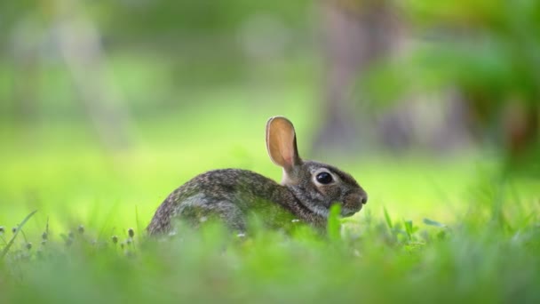 Wild Rabbit Nature Grey Small Hare Eating Grass Florida Backyard — Stock Video