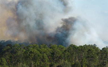 Florida orman ormanlarında büyük bir orman yangınının havadan görüntüsü. Tropikal ormanda yoğun dumanlı sıcak alevler.