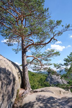 Big old pine tree growing on rocky mountain top under blue sky on summer mountain view background.
