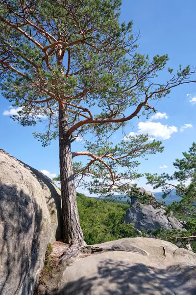 Big old pine tree growing on rocky mountain top under blue sky on summer mountain view background.