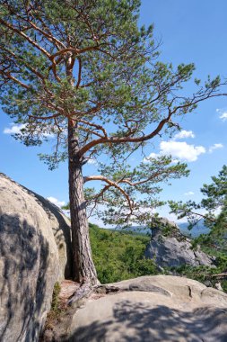 Big old pine tree growing on rocky mountain top under blue sky on summer mountain view background.
