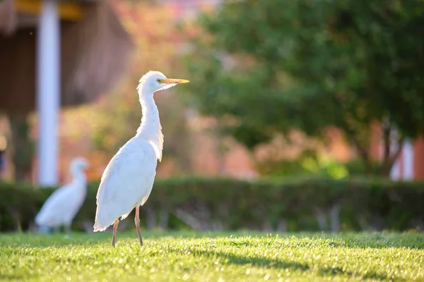White cattle egret wild bird, also known as Bubulcus ibis walking on green lawn in summer.