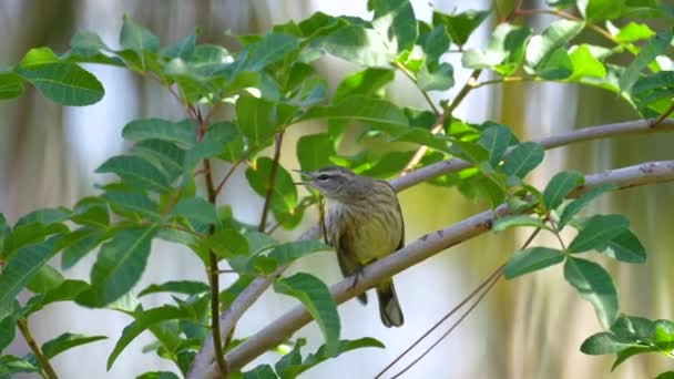 Ptak Palm Warbler Usiadł Gałęzi Drzewa Latem Floryda Krzewy — Wideo stockowe