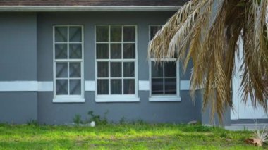 Florida 'nın arka bahçesindeki kuru ölü palmiye ağacı kasırgadan sonra söküldü..